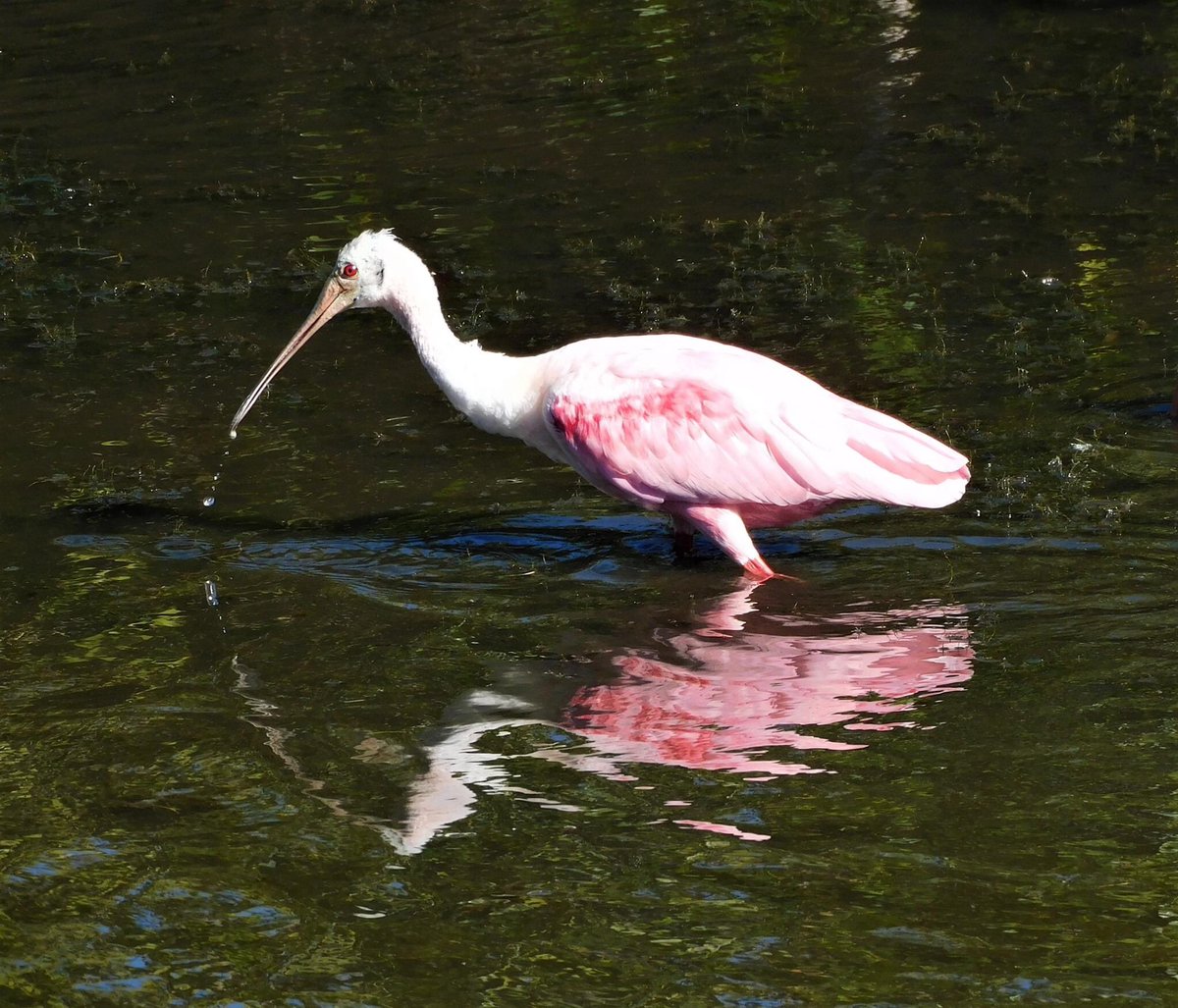 Today we went to the Merritt Island National Wildlife Refuge and did the Blackpoint Wildlife Drive. Amazing birding, especially all the Roseate Spoonbills.  @USFWSRefuges  @pkstrauss  #birds  #Floridabirds  #birding