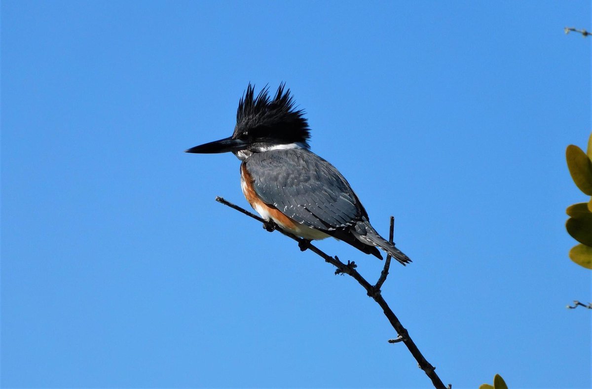 Today we went to the Merritt Island National Wildlife Refuge and did the Blackpoint Wildlife Drive. Amazing birding, especially all the Roseate Spoonbills.  @USFWSRefuges  @pkstrauss  #birds  #Floridabirds  #birding