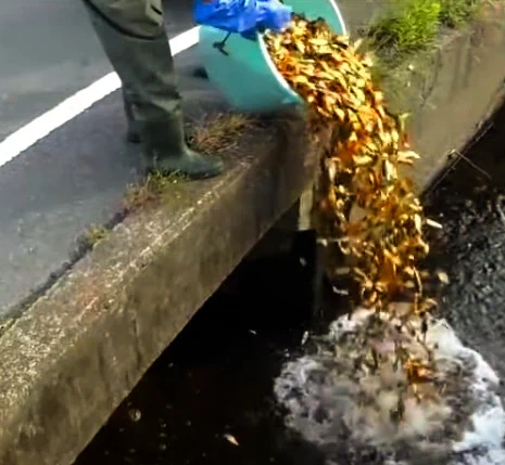 ありえない業者、売り物にならない金魚を用水路に投棄してしまう・・・
