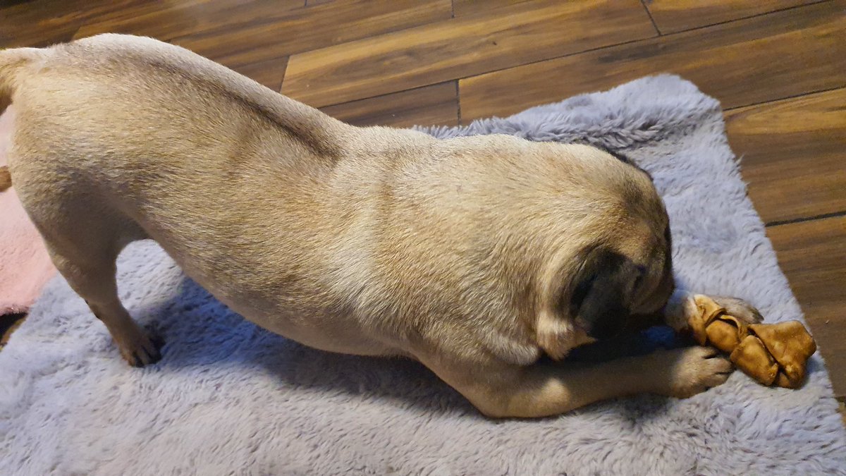 Yuly1_'s tweet image. Aquí degustando el huesito Navideño muy a su estilo jajajajaaa 
#PugStyle #puglife 🤎