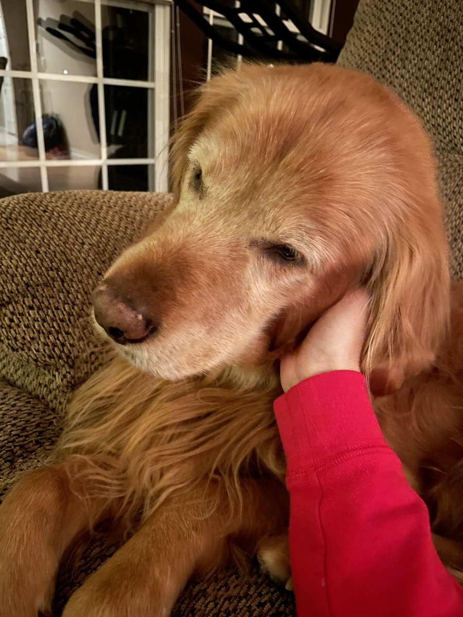 TourdeShadow's tweet image. Bedtime ear rubs. Merry Christmas to all! #bestpresent #ahhhhhh #Shadtastic #MerryChristmas