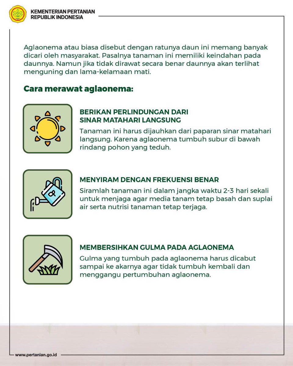 kementan's tweet photo. Selamat berakhir pekan, SobaTani! 

Kali ini MinTani akan berbagi tips perawatan tanaman aglaonema. Buat para penggemar aglaonema, silahkan dicoba ya 👌 https://t.co/Bbim2nnKow