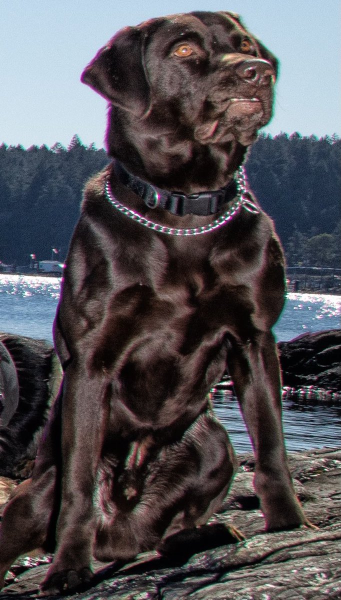 PSD Maverick assisted GVERT with sweeps of the area #detectiondog #followyournose