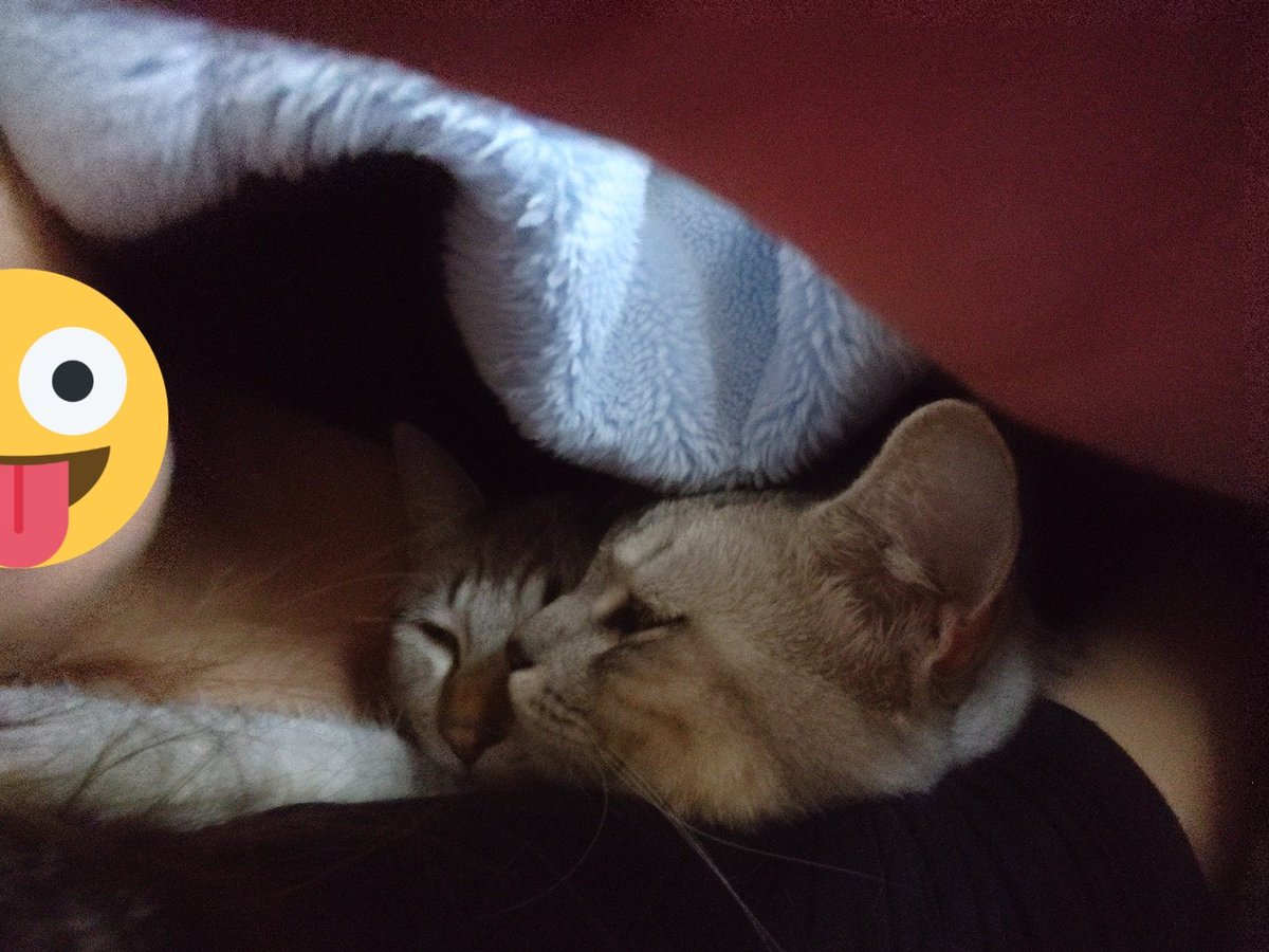 トナカイ猫 トナカイ猫