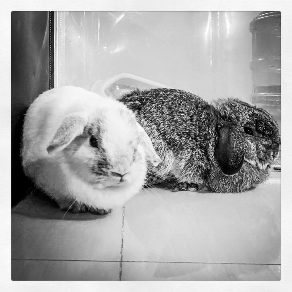 moby74's tweet photo. "If you can't be friends, at least try not to hate each other."
#muffinboba #reiyuki #rabbit #bunny #hollandlop #sgrabbit #rabbitsofinstagram #rabbitstagram #rabbitsworldwide #bunniesworldwide #pet #houserabbit #domesticatedrabbits #adopt #usagi #tokki … https://t.co/F5sBh0xla1 https://t.co/PaIZHHZ0OX