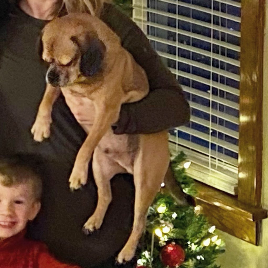 brutusthepuggle's tweet photo. Day 5/7 I’ve been challenged to post a picture a day for 7 days to illustrate our current life. Nominate an anipal a day!(No captions,no people)
Had to take the annual “family photo” in front of the tree. I pouted, of course https://t.co/yEucqutYdX