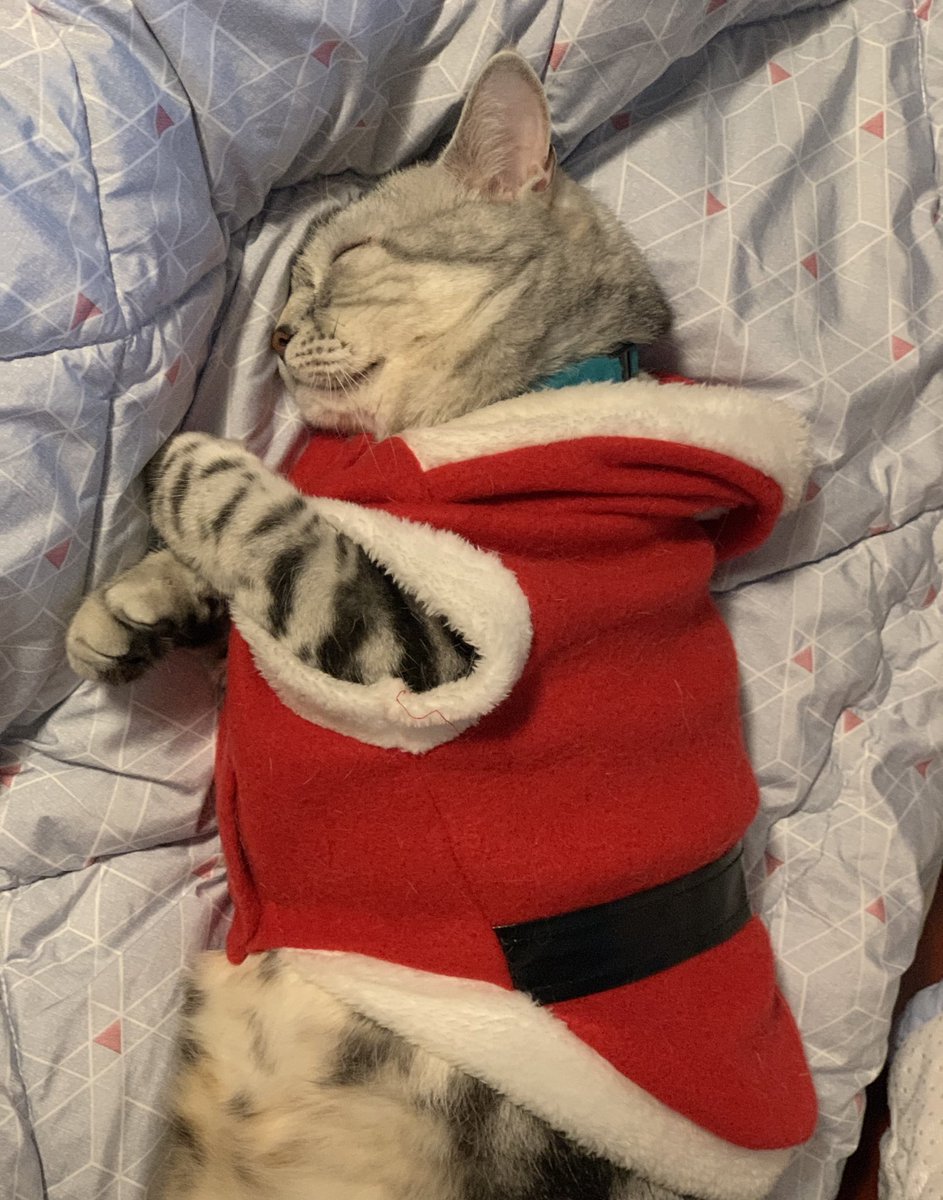 goroccat's tweet photo. 임무를 마치고 고단한 우리의 산타 https://t.co/RxfLfX6SWx