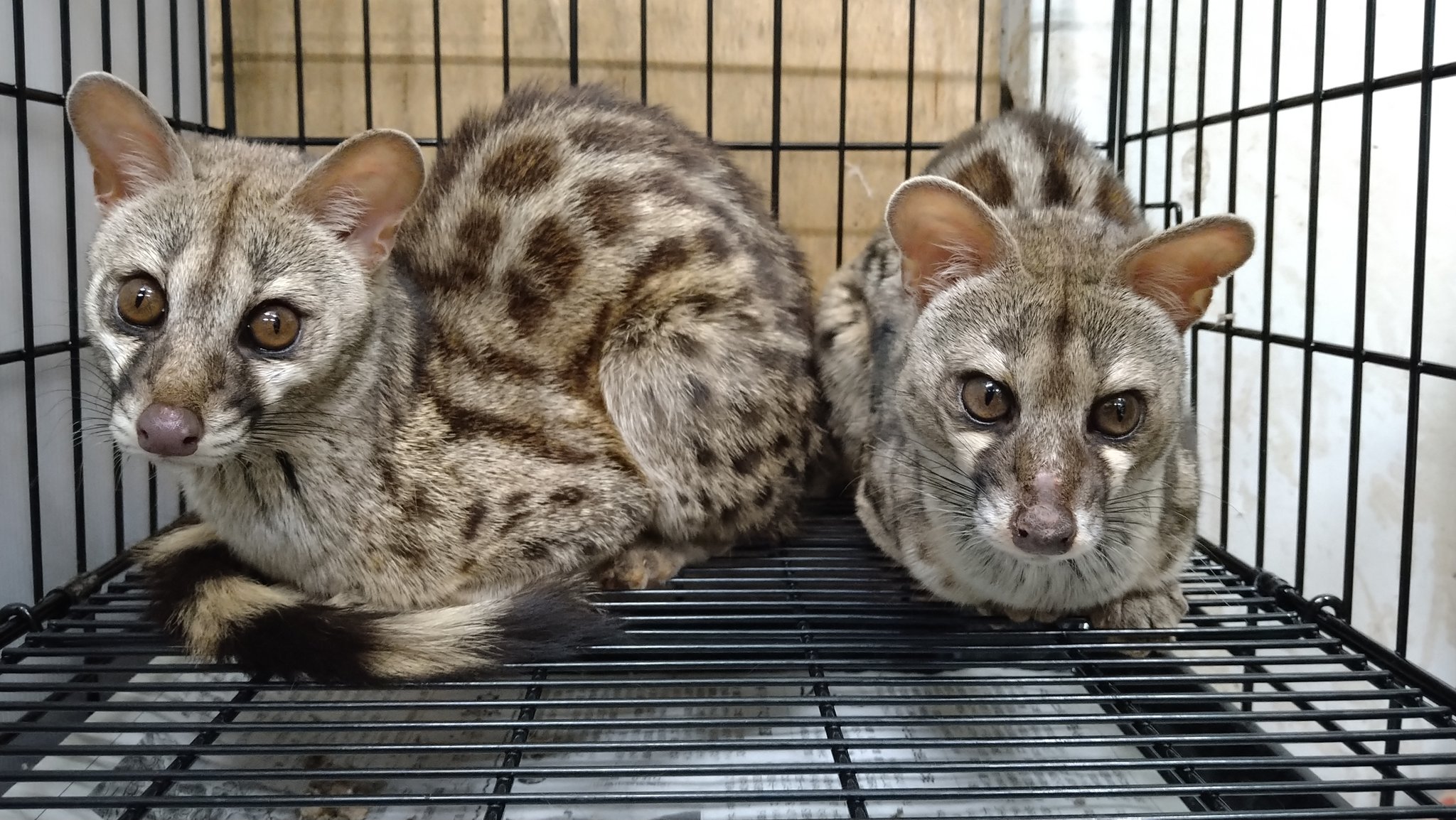 Twitter 上的 水槌 Mizuchi Exotic Animals アカブチジェネットも新入荷しています とても美しい最寄りを持つ小型の ジャコウネコで店主も大好きな生体です ペアも取れますのでこの機会にどうぞ 珍しいペット Rustyspottedgenet コロナに負けるな
