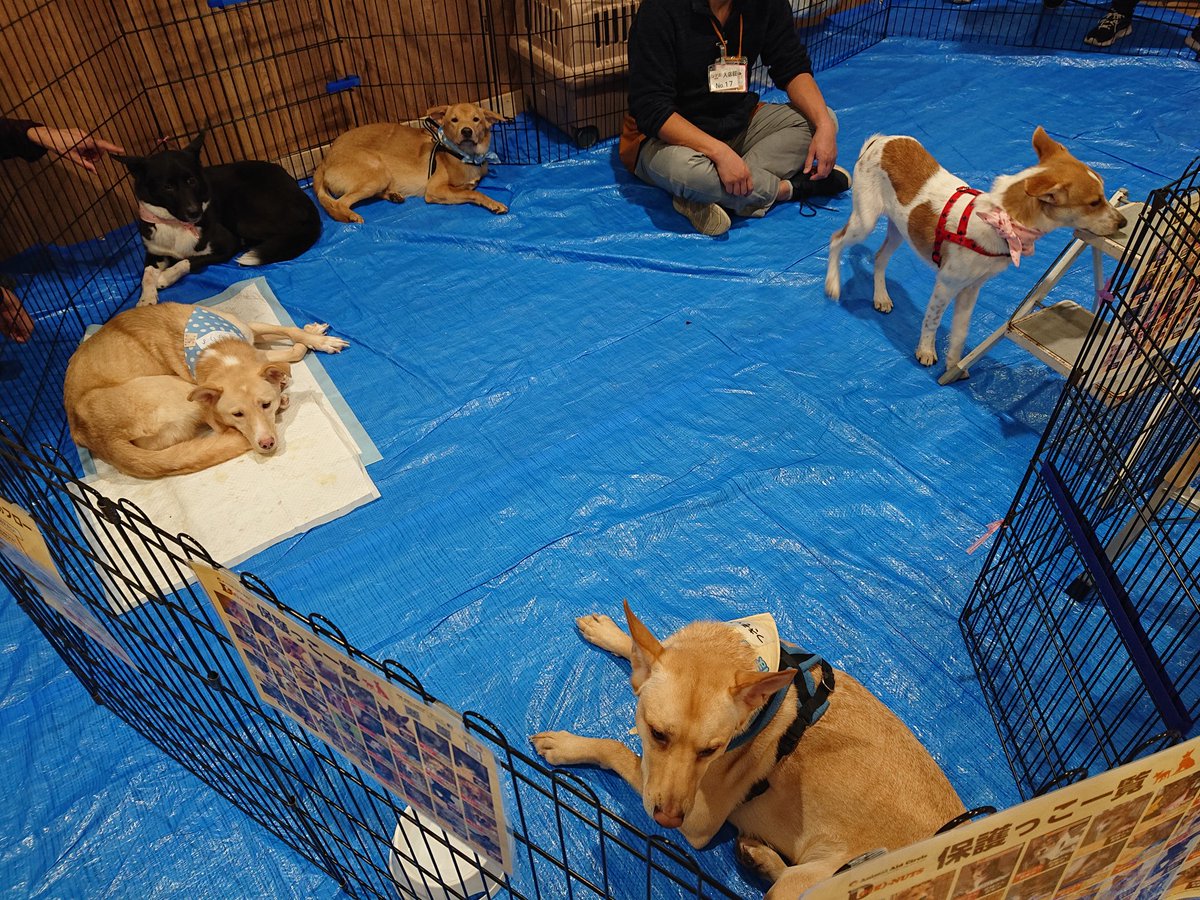 保護猫カフェねこかつ 川越 大宮日進 保護猫 保護犬讓渡会 ホームズさいたま中央さまにて 開催中です 三階エレベーターホールにて 15時まで お待ちしております W 保護猫カフェ 里親募集中 保護猫 保護猫譲渡会 川越 日進 シマホでお参り 保護猫カフェねこかつ 川越 大宮日進 保護猫 保護犬讓渡会 ホームズさいたま中央さまにて 開催中です 三階エレベーターホールにて 15時まで お待ちしております W 保護猫カフェ 里親募集中 保護猫 保護猫譲渡会 川越 日進 シマホでお参り