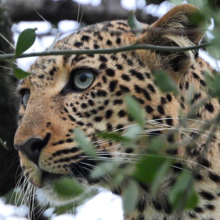 Robtheranger's tweet photo. Young #leopard (Daughter of Fig) with a kill not far from camp
#nowfilming
#zebraplainsmoments
#zebraplainscollection
.
.
.
.
.
#leopardsofinstagram #instaleopard #leopardprint #leopardspots #bigcatsofinstagram #natureisbrutal #natureismetal #wildlifepla… https://t.co/AOfD8QHz9N https://t.co/EjYRQl3iHm