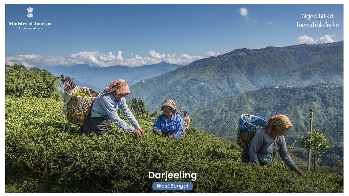 Bag the nature's bounty from these emerald green tea gardens here at beautiful Darjeeling, in West Bengal! You can also bless your eyes here with mesmerizing Kanchenjunga, 3rd highest peak in the world.

#DekhoApnaDesh   

PC: panoglobe / Shutterstock.com