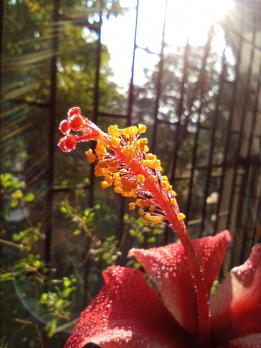 RajeshP75577284's tweet image. My morning starting be like seeing this beautiful flower in my garden blooming today ❤️, clicked from @Micromax__India #INnote1 #INMobile #INForIndia
Happy weekend all😄