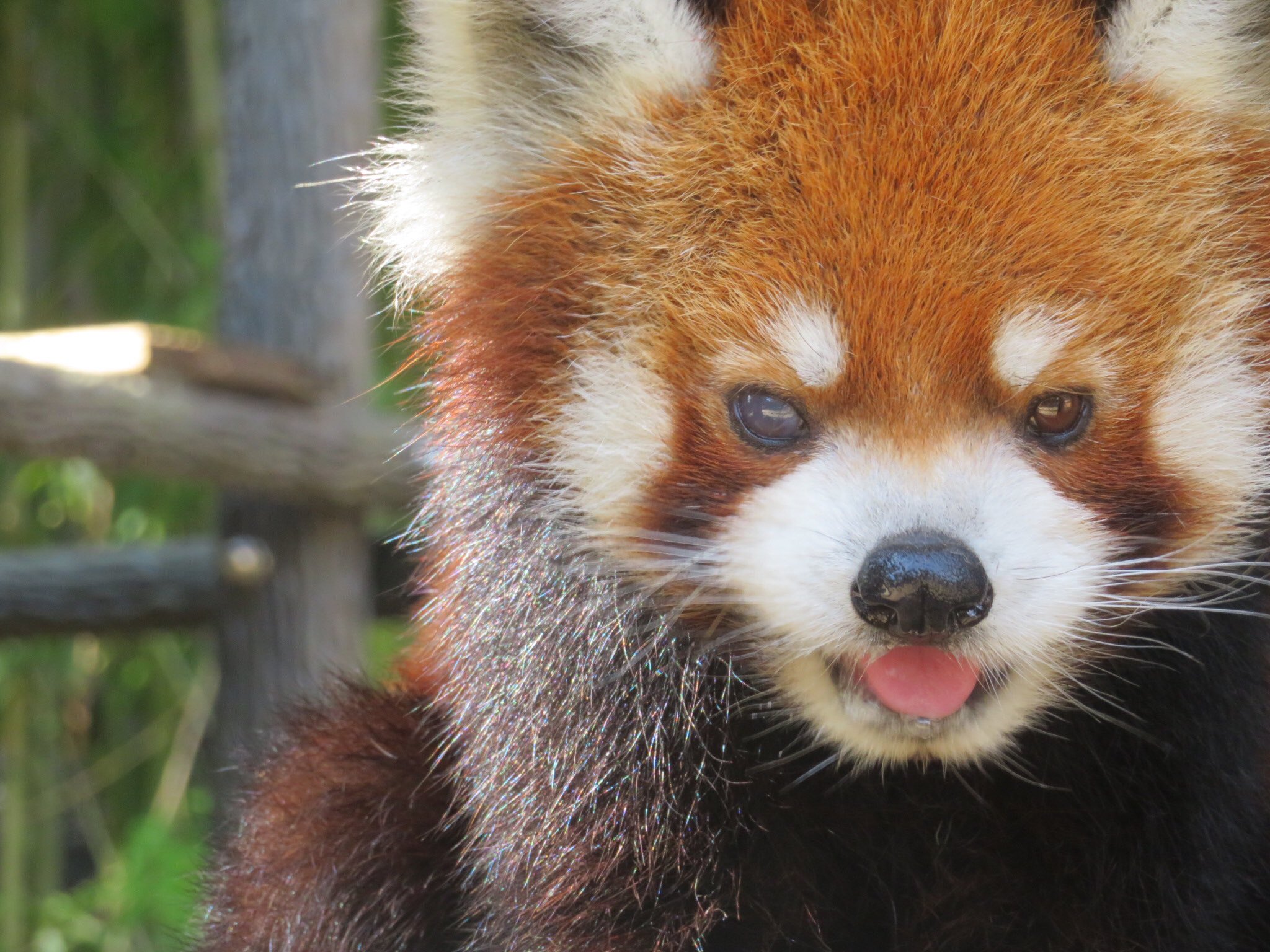 千葉市動物公園 公式 Op Twitter レッサーパンダの風太ですが 歯の治療に専念するためしばらく展示をお休みさせていただきます 詳しくはhpをご覧下さい 風太が元気になるまでしばらくお待ちください 飼1 T Co Levegrbhqq 千葉市動物公園 千葉市動物公園 公式 Op Twitter レッサーパンダの風太ですが 歯の治療に専念するためしばらく展示をお休みさせていただきます 詳しくはhpをご覧下さい 風太が元気になるまでしばらくお待ちください 飼1 T Co Levegrbhqq 千葉市動物公園