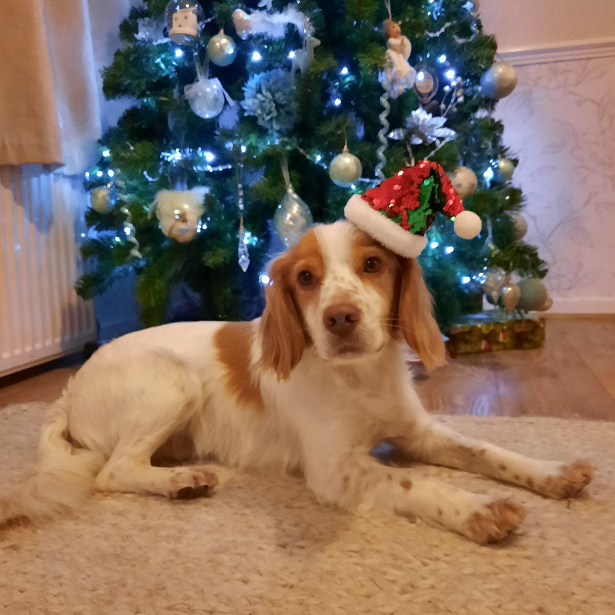 sunbeamsobriety's tweet photo. Another festive season sober, I wouldn't have it any other way 🎄 https://t.co/ytaW0t3ZQa