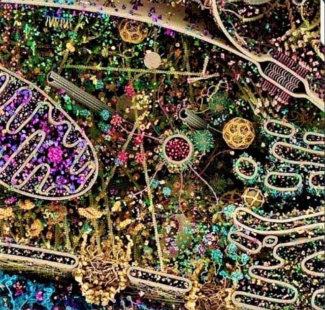 Hücremiz panayır yeri gibi rengarenkken ,  biz niye matem eviyiz ?