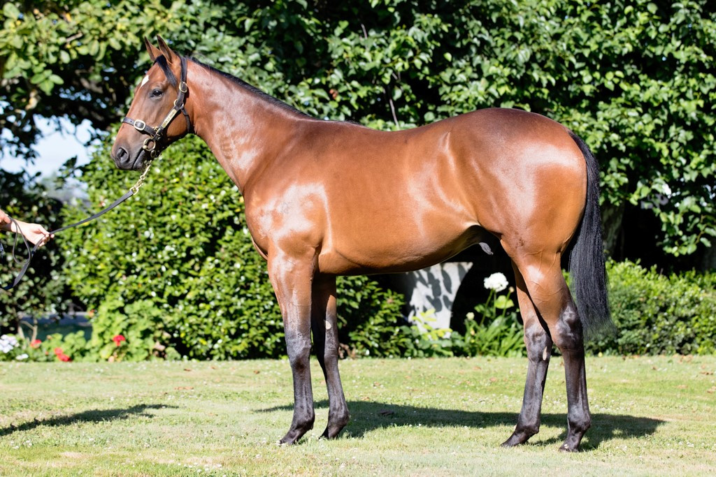 In Hong Kong the New Zealand bred #JuneauPark (5g Ocean Park-Hula Here) has got his 3rd win at his 9th start tonight. He was sold by <a href="/henleypark1/">Henley Park</a> at the 2017 <a href="/KarakaChat/">New Zealand Bloodstock</a> Premier Sale for $80,000  #VisitInvestWin