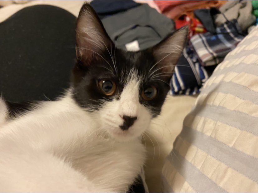 秘書がやりました