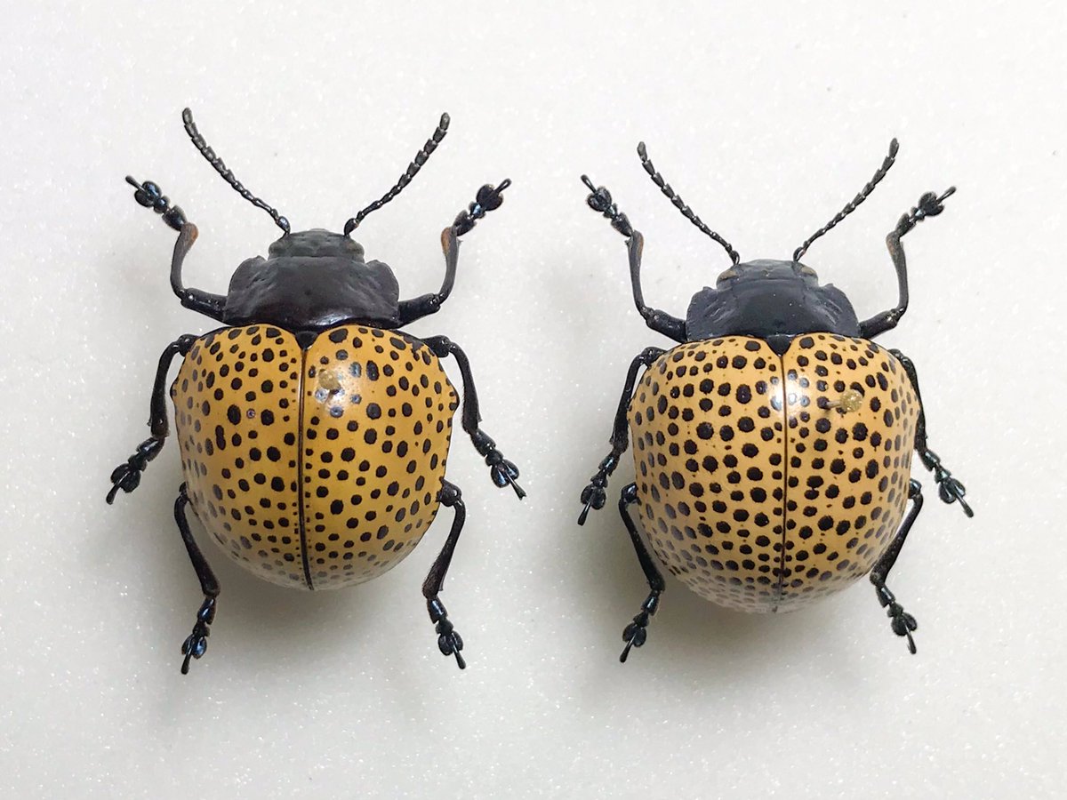 草間彌生ハムシこと、ミズタマズングリハムシDoryphora punctatissima