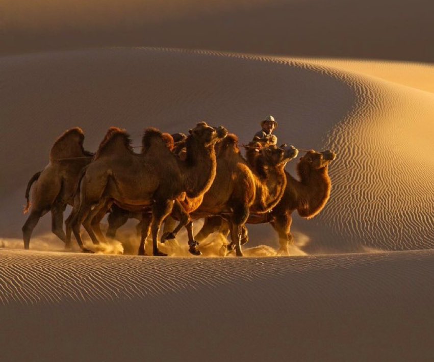 Hapaa (@altannaran) on Twitter photo 