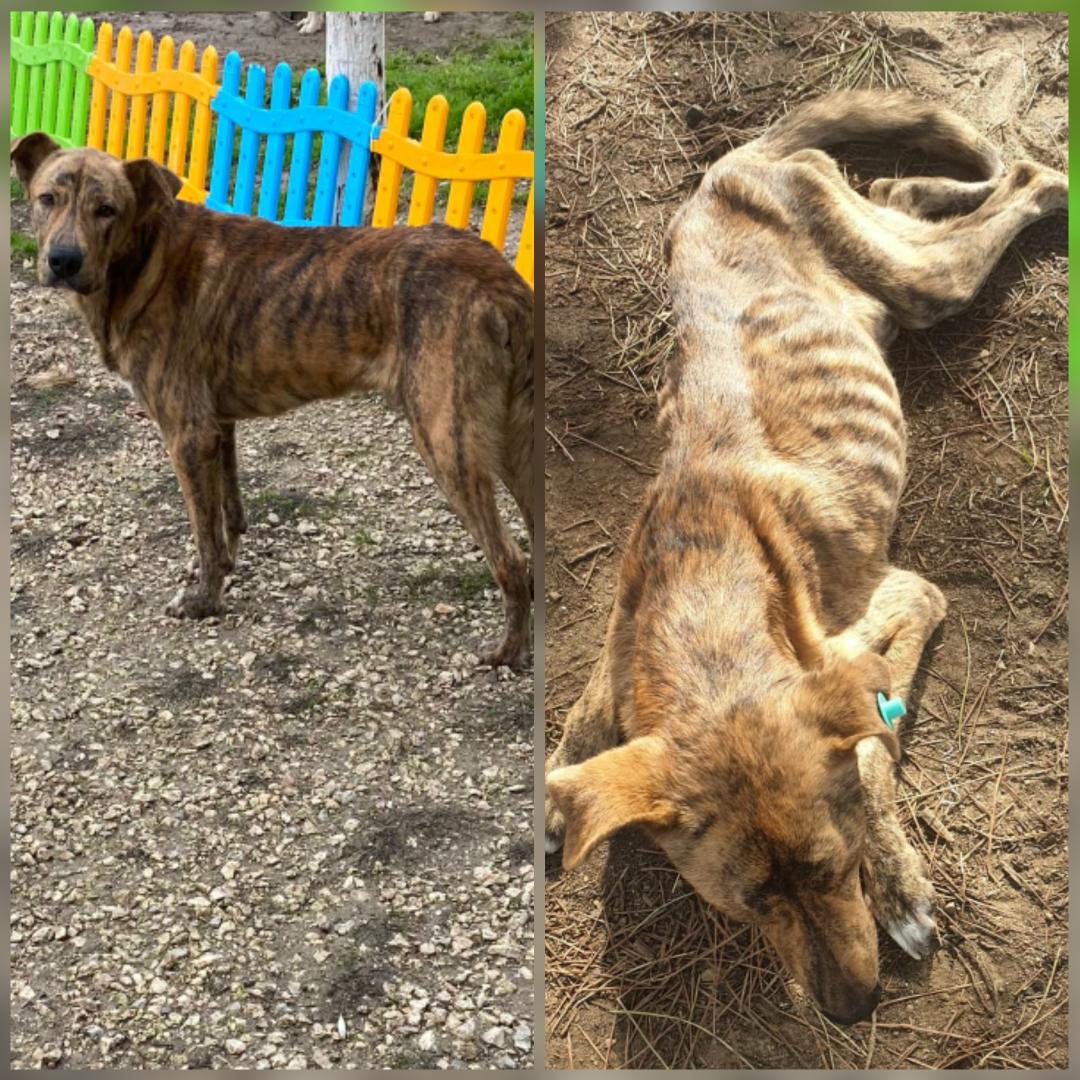 YUVA ARIYOR #bala onu yine ormanda bir deri bir kemik halde ayağa kalkamazken bulmuştuk. Klinikte tedavisini oldu.1 yaş,erkek. Sahiplenmek isteyenler lütfen kendilerini detaylı tanıtan bir mail yollasinlar iskin.alci@hotmail.com adresine. İstanbul instagram.com/p/CJNfl0vr7qo/…