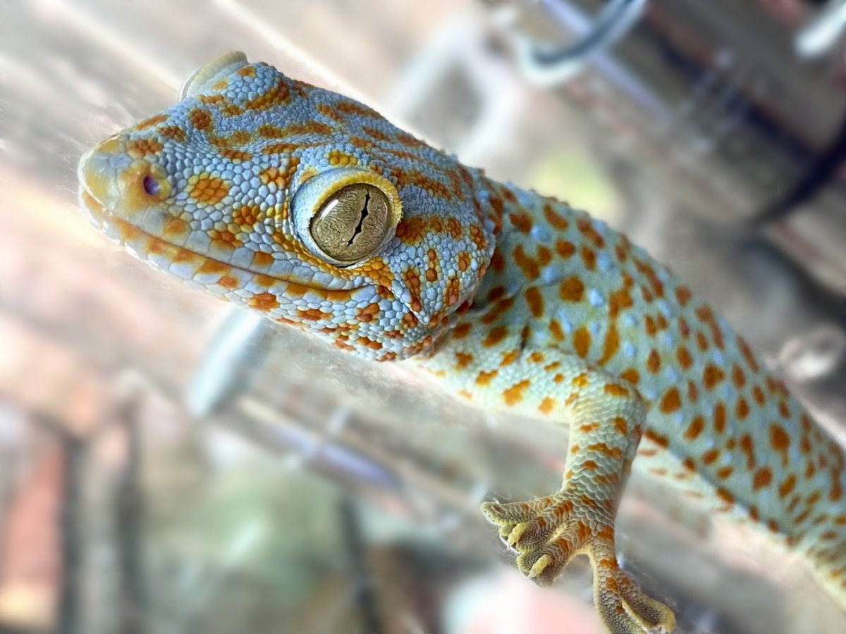 トッケイヤモリ Gecko Gecko の全身骨格標本