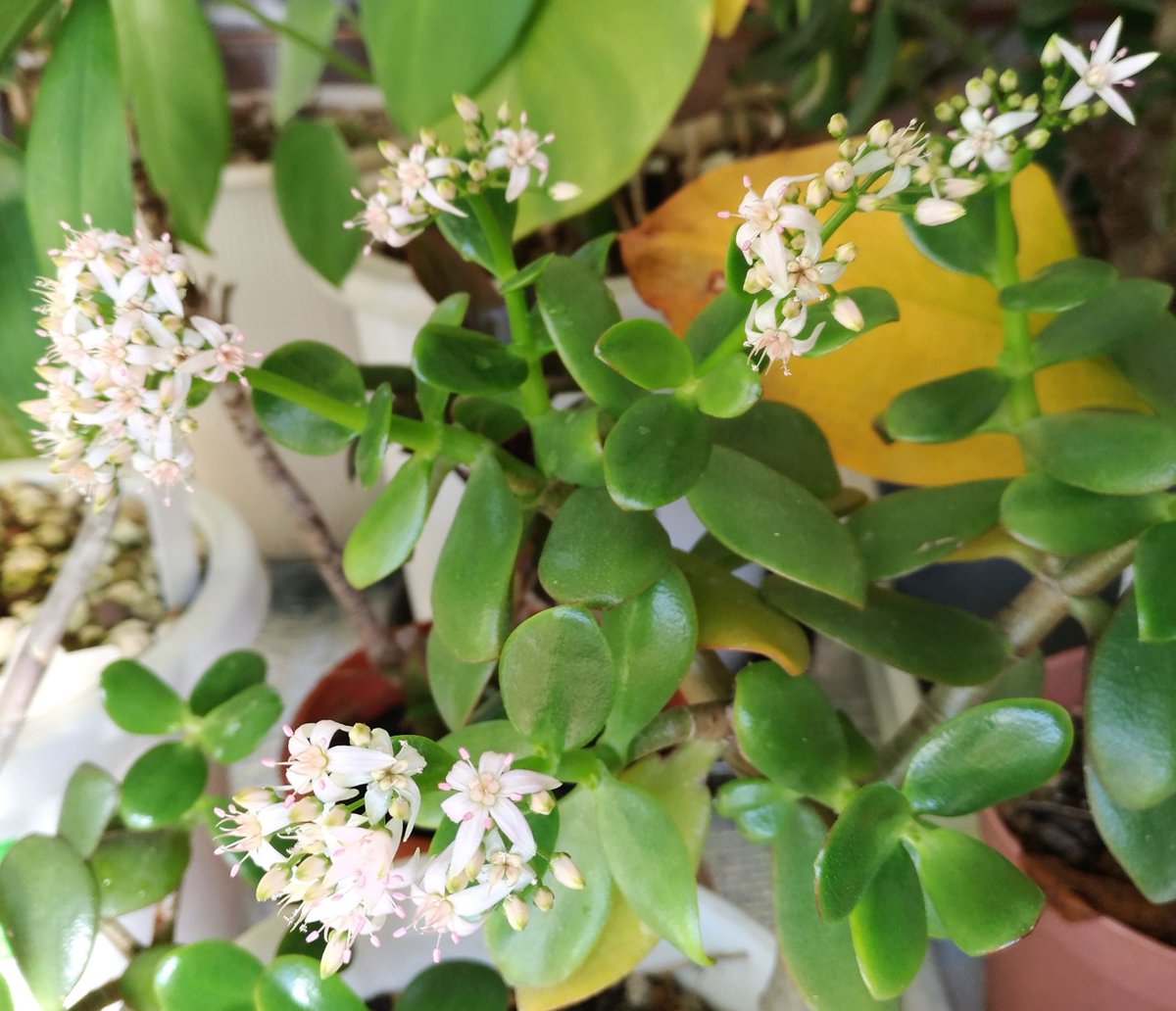 こころんグリーン V Twitter わが家のカネノナルキの花がたくさん咲いています 小さな白い花が一面に開いています これだけ花が咲いてくれると とても嬉しいですね カネノナルキ 小さな花 白い花 冬の花 冬 園芸品種 多肉植物 園芸 ガーデニング
