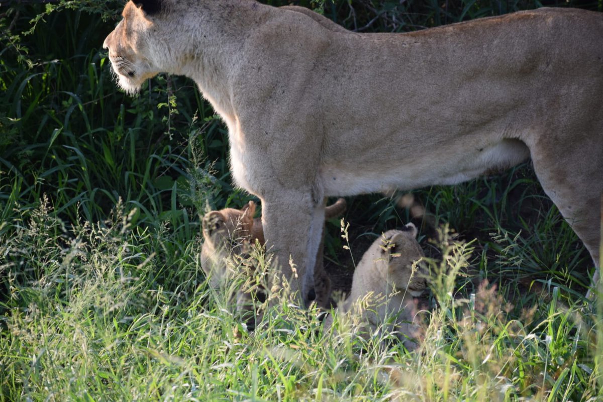 LatestKruger's tweet photo. 6:16 am
2 lions with 3 cubs stationary 
H1-2, close to Leeupan  
Near Tshokwane
Tinged by Sharon https://t.co/FYiRyJETHg