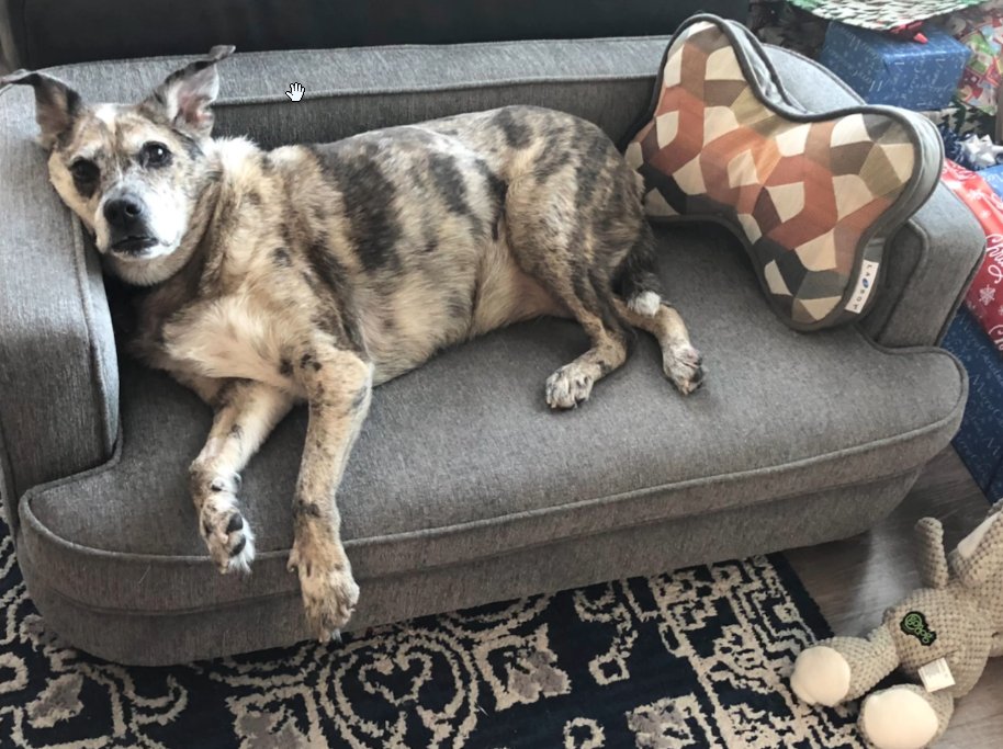 AxysGamer's tweet image. Nikki got the best gift this Christmas - she's loving her new dog bed!!  I hope y'all had a wonderful Christmas as well! ❤️