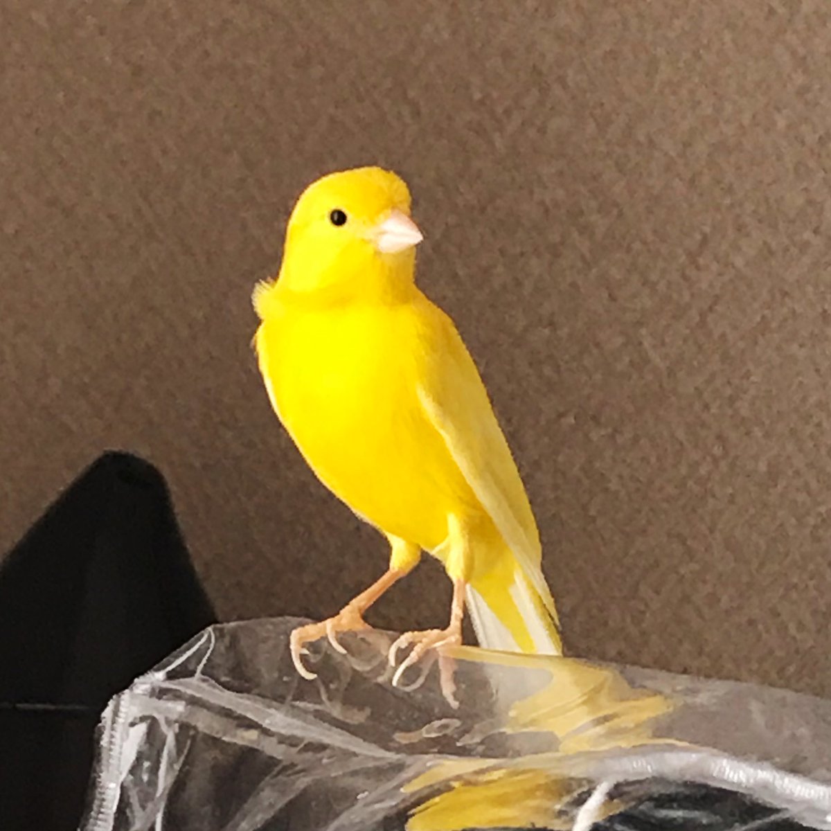 レモンカナリア レモンカナリア