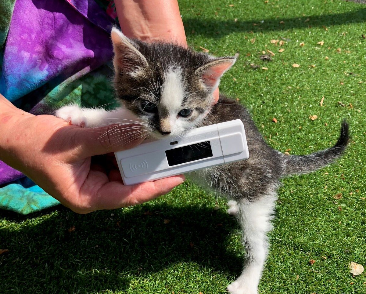 DierenLot's tweet photo. TNRC methode kan nu nog beter worden uitgevoerd door Zwerfkatten Nederland. Zij deden bij #DierenLot een aanvraag voor een eartip, #chipreader en tondeuse en uiteraard helpen wij graag! Lees meer: https://t.co/rgtHQBtePY #katten #dierenlot https://t.co/Ok7gdBWiPK