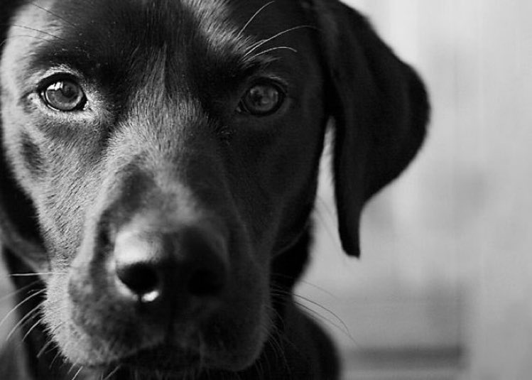 Dogs dont care what you drive, who you know, what you wear, where you live. They only care that you're there.♡