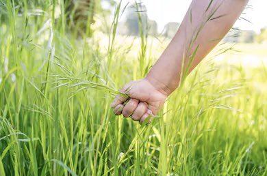 end of thread  have some grass