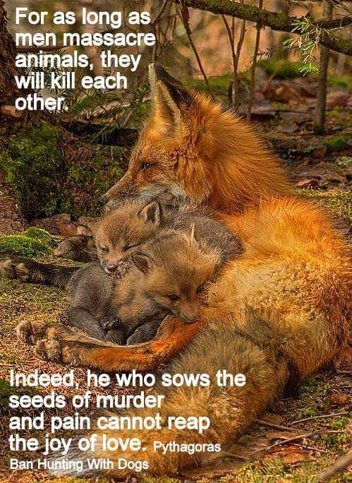 cktCCFCPUSB's tweet image. Happy Boxing Day 🧡🦊🧡🦌🧡🐇🧡🦡🧡🦊
#BackTheBan #BanHuntingWithDogs #CullTheTories