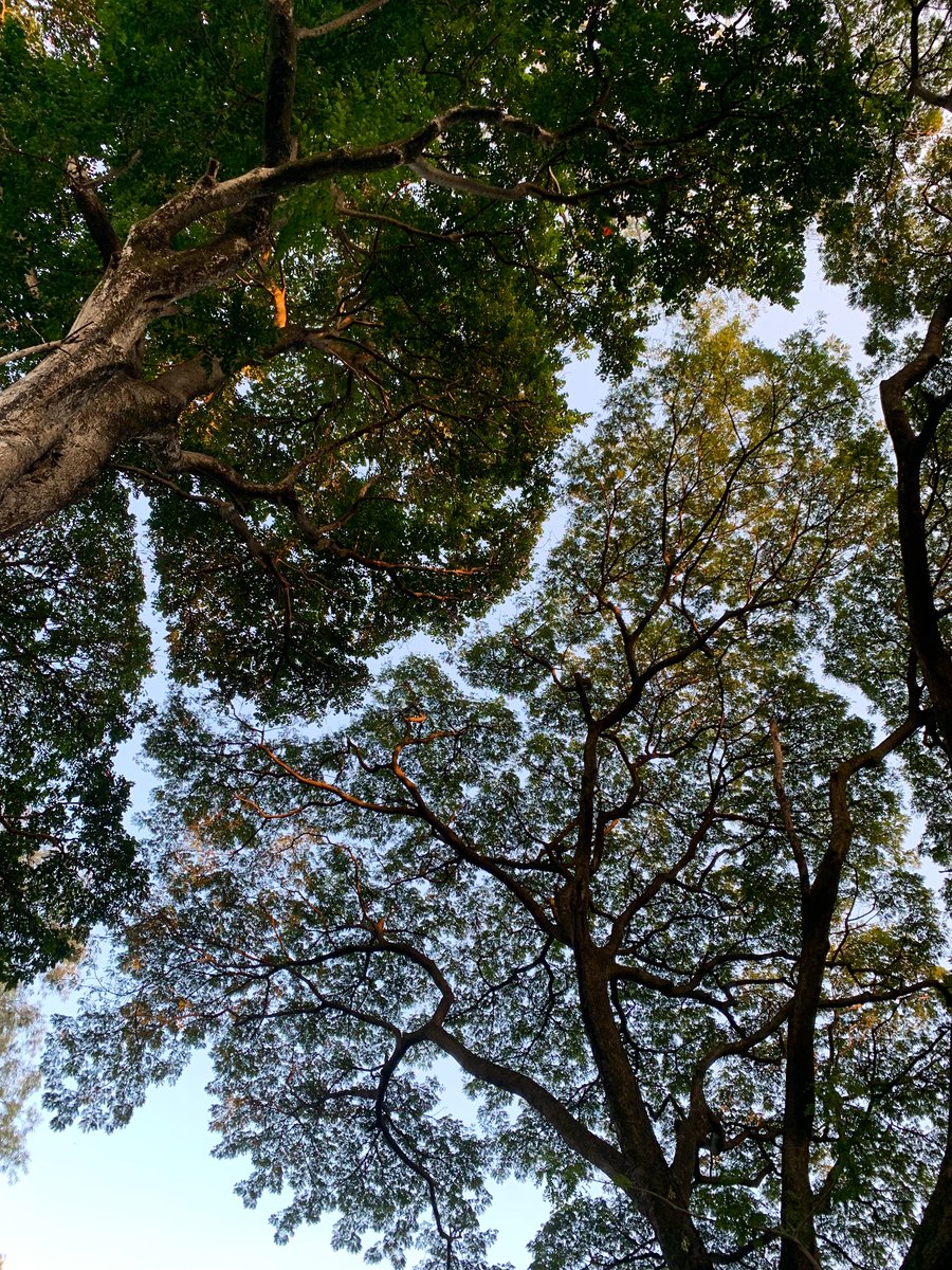 Had a super anxious day yesterday but then, I looked up into this and as always, found my eye balm/mind calm

#trees #crownshyness