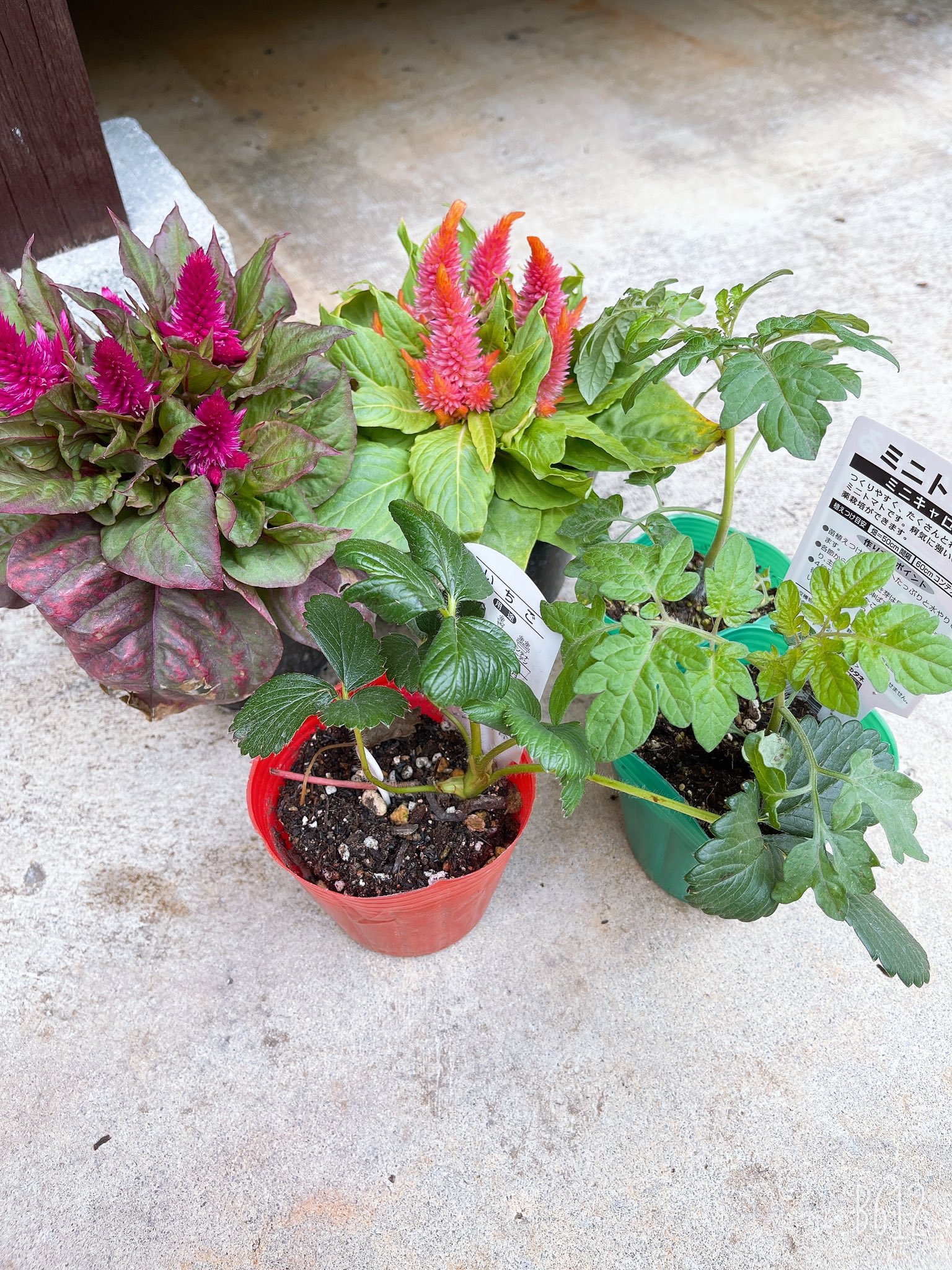 Ragmy ラグマイ イチゴとトマトと なんだっけ なんとかーって花 植えるぞー T Co Rkbwhcanzf Twitter