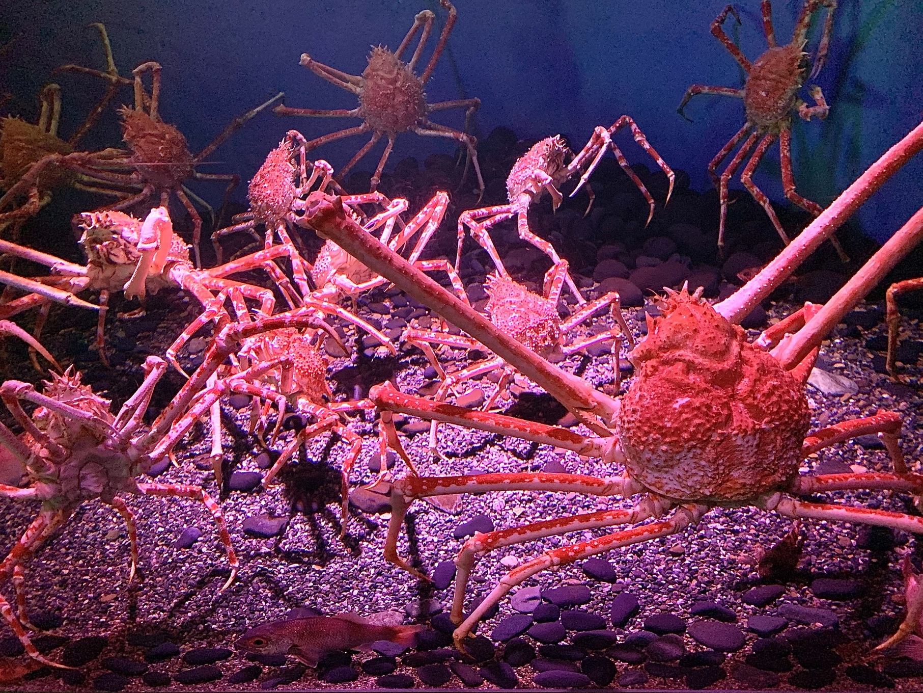 横浜 八景島シーパラダイス公式 水族館に来てつい美味しそうと言ってしまう皆さん 聞こえますか 食べられます 今ならシーパラで タカアシガニ食べられます 水族館でカニ見てからカニ食べられます 期間限定イベントなのでぜひ シーパラ 八景島