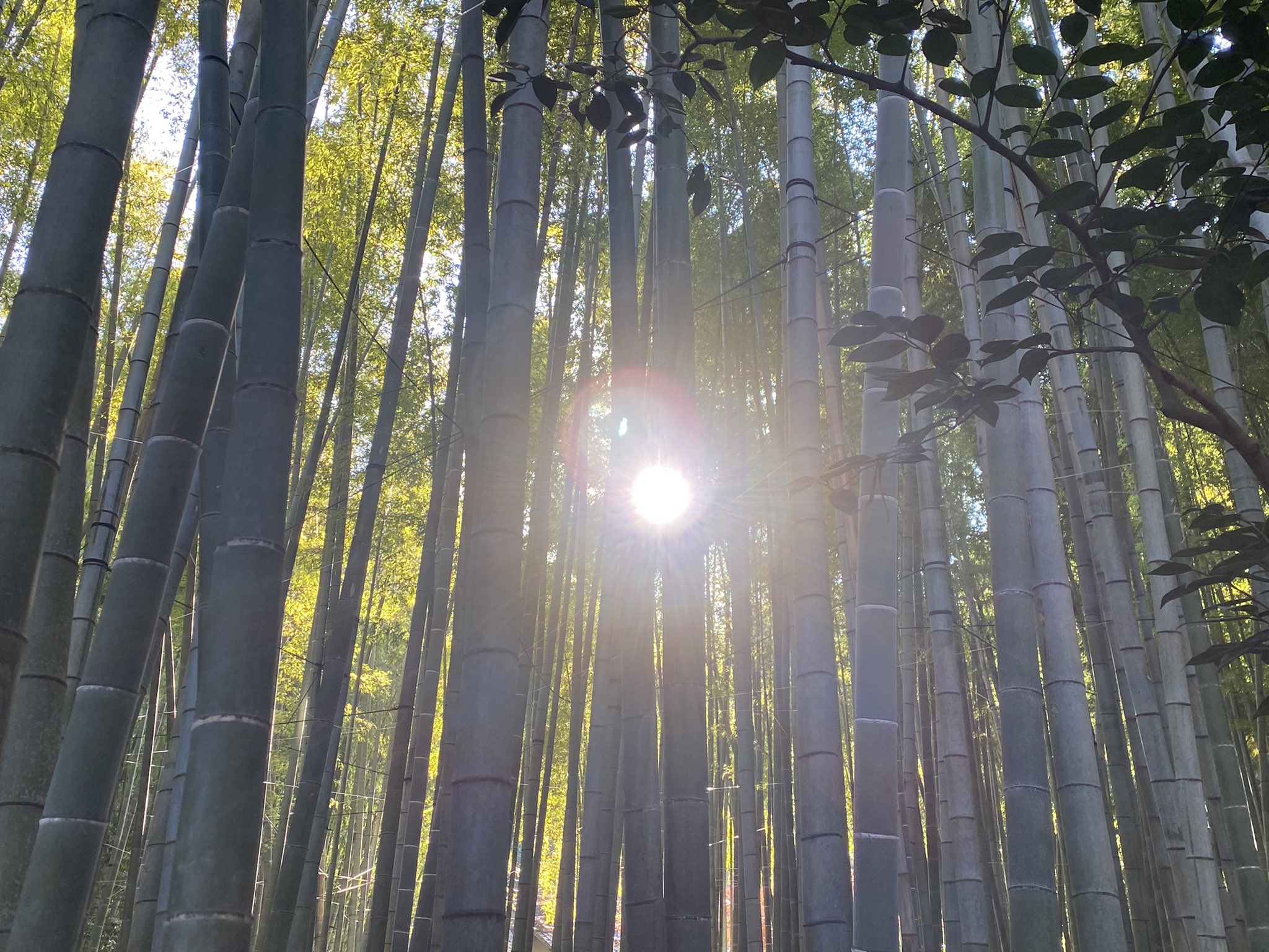 琴吹 司 そのあと 竹林がすごい報国寺さんに連れて行ってもらい プリンスカグヤにも思いを馳せつつ小さな命 もちとか小さな草木 を堪能したりなんなりして お抹茶 頂きました 琴吹 司 そのあと 竹林がすごい報国寺さんに連れて行ってもらい プリンスカグヤにも思いを馳せつつ小さな命 もちとか小さな草木 を堪能したりなんなりして お抹茶 頂きました