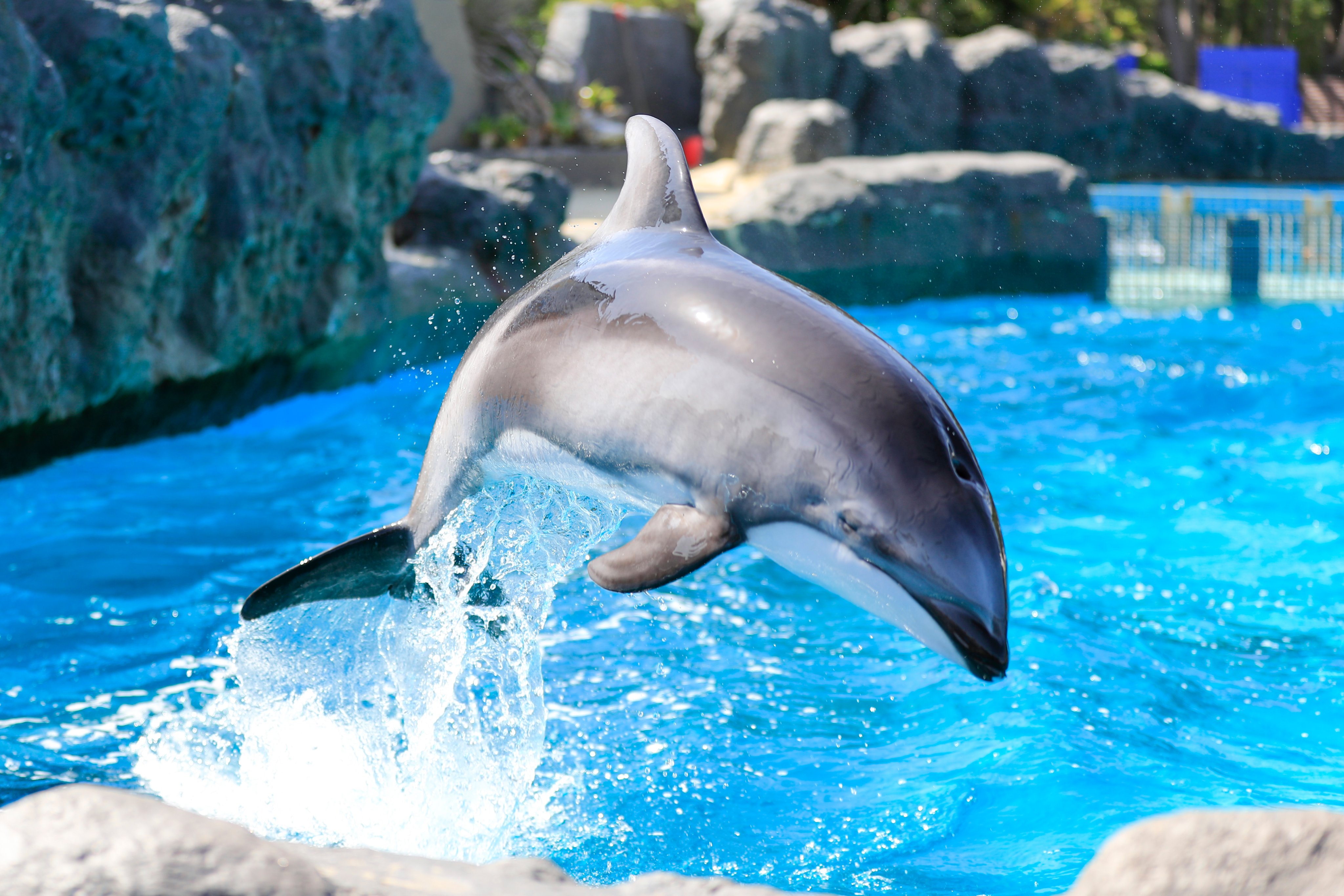 鴨川シーワールド 公式 ジャンプ イルカの海では トレーナーの気配を感じたイルカ たちが ここにいるよ と 言わんばかりにジャンプでアピールする時があります 遊んで欲しそうに視線を向ける姿を見るとほっこりした気持ちになります