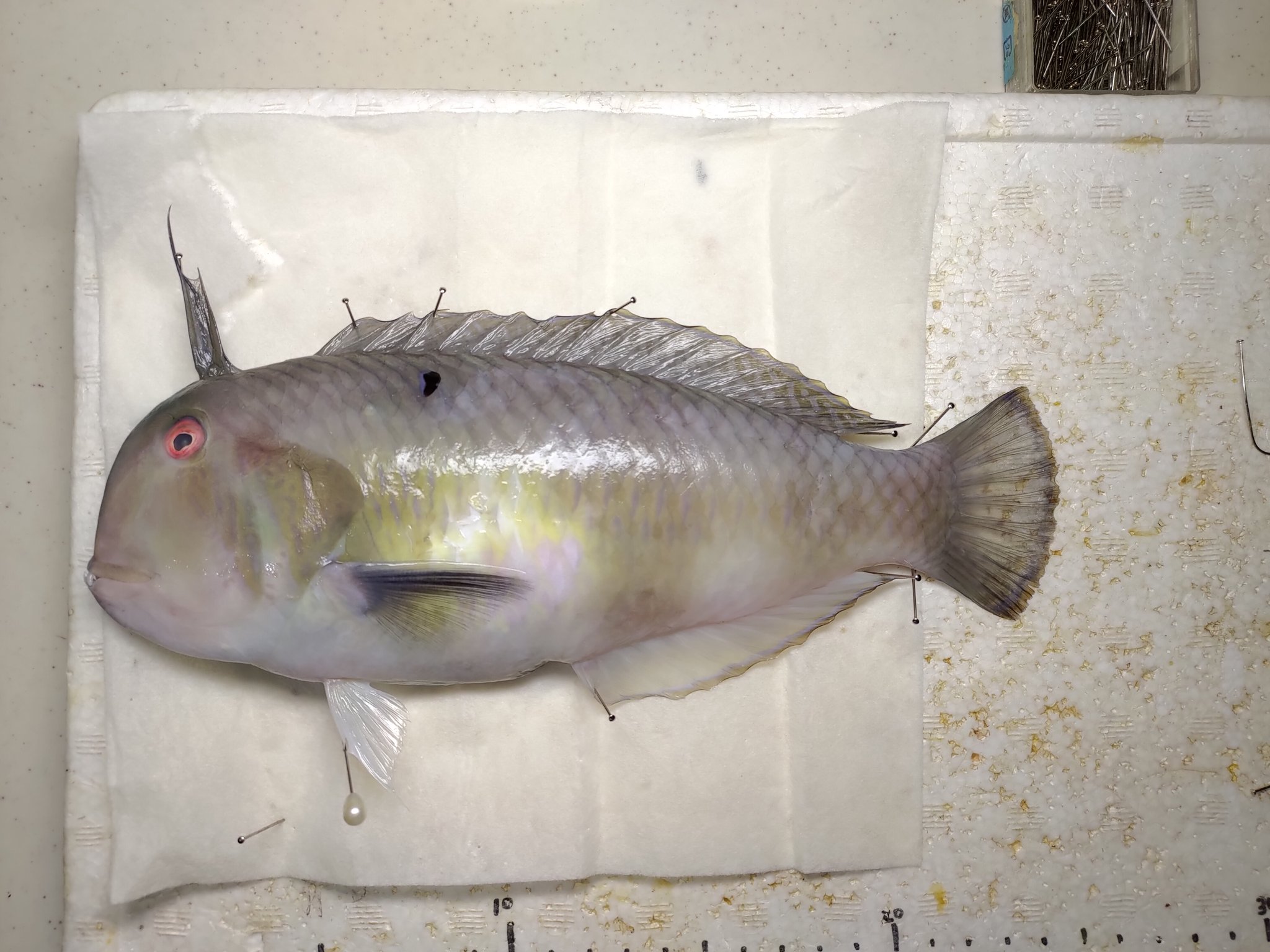 تويتر 夢海 518魚種食べた人 على تويتر 41 イサゴビクニン こちらは記憶に新しいですね 水分が多く処理が大変でしたが 身はそれなりに旨かったです T Co qtmt0ui2