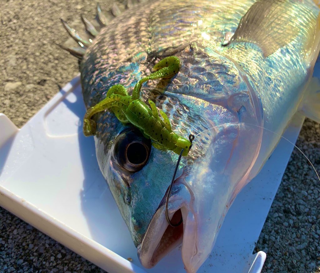 D Zume 今日も21ジリオン Sv Twの投げ込み 新機構sv Boostのブレーキ特性は細めのpeラインを固めのロッドで力いっぱい振り抜いても 高切れしない安心感があります Daiwa シルバーウルフairags710ml Mb S 21ジリオンsvtw1000xhl スティーズクロー