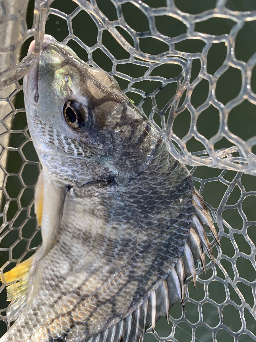 D Zume 今日も21ジリオン Sv Twの投げ込み 新機構sv Boostのブレーキ特性は細めのpeラインを固めのロッドで力いっぱい振り抜いても 高切れしない安心感があります Daiwa シルバーウルフairags710ml Mb S 21ジリオンsvtw1000xhl スティーズクロー