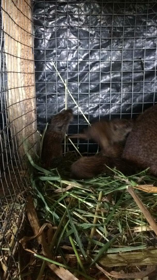 johndumelo's tweet photo. What a great Xmas gift! One of my grass cutters gave birth last night....as a farmer this is one of our best moments! https://t.co/8f9yxpBSsQ