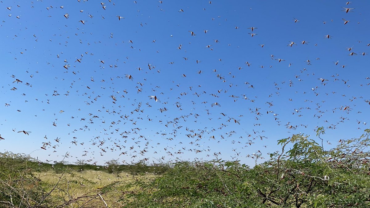 калмыкия саранча рой. полчища саранчи. полчища саранчи. нашествие саранчи в африке 2020. рой саранчи.