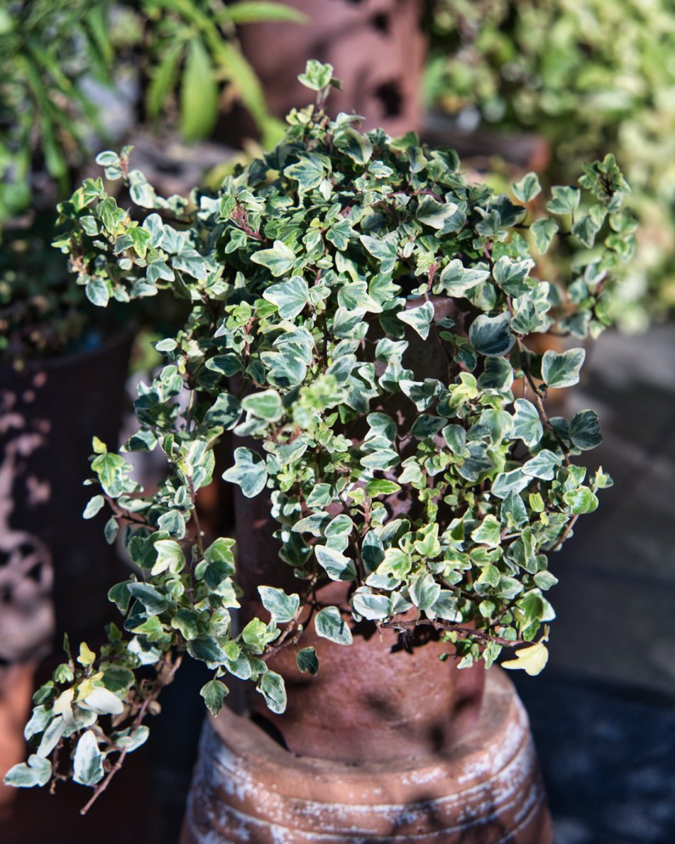 野々口稔 M Nonokuchi ヘデラ ヘリックス ホワイトダック Hedera Helix White Duck 伝市鉢の長鉢 通常の２倍の深さ に入れてみましたが なかなか雰囲気が良いです 西日が当たって 明暗のコントラストが美しいです ヘデラ Hedera