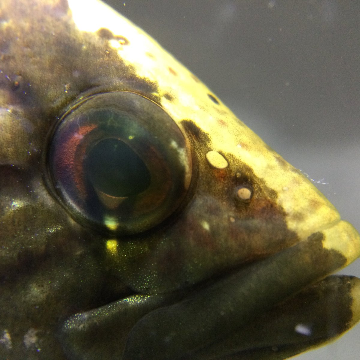 Aquaさん オヤニラミ 海水魚ではありません 古代魚でもありません 日本産淡水魚なのです 国産の淡水魚 と言えばコイの仲間 コイ目 が多いですがオヤニラミは海水魚に多いスズキの仲間 スズキ目 に含まれます エラ蓋の模様が目に見え左右合わせて四つに