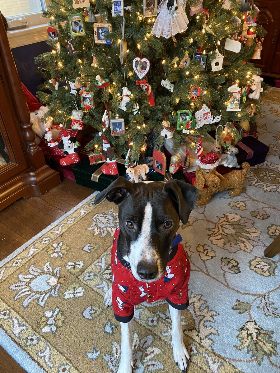 momofdogs (@shirleybelle) on Twitter photo 