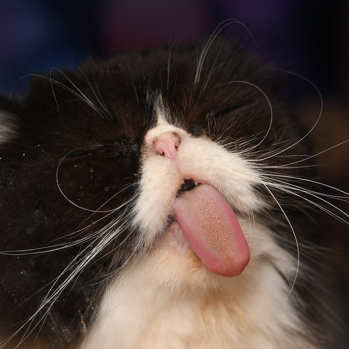 Erstversuch mit meinem Katerchen Timi. 

#straightoutofcamera