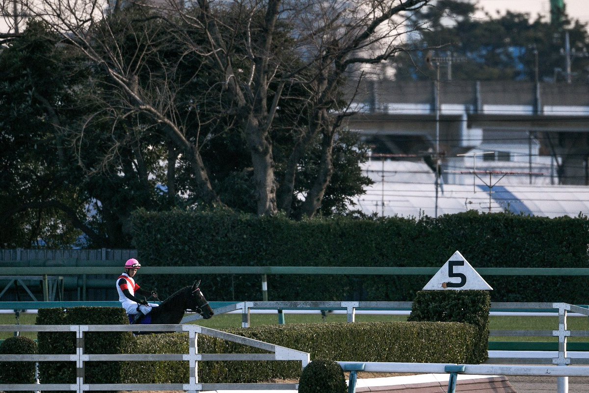 レーヴが虹の橋を渡って1年。
幸せに過ごしていますか？🌈

あなたに出会えたことで、あなたの生きた競馬の世界を深く知りたくなりました。

1年、あっという間だった。
ただ、ただ、今幸せに過ごしてくれていることを願っています✨✨

大好きだよ、レーヴくん💛

#ナリノレーヴドール 