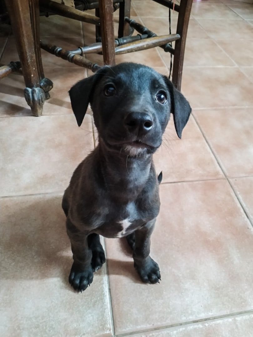 Holis, me adoptan? 🥺 Soy una bebe de 2 meses aprox, estoy desparasitada y lista para dar y recibir mucho amor. Si no pueden adoptarme, den Rt así me ayudan a encontrar la familia que merezco ♥️