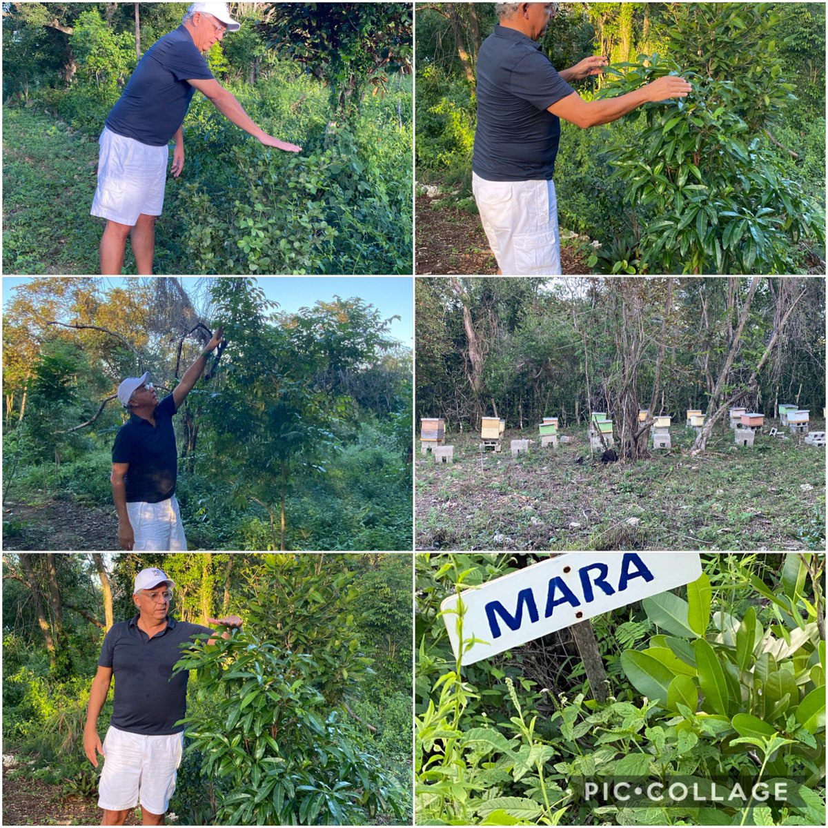fcapellan1's tweet photo. Siguen creciendo los árboles autóctonos de la zona en #limestonepark. Guayacán,Mara,Caya etc. Apiario casi en producción. @GrupoMCodevi @ambienterd @federicofrancot @APEDIRD @monicacapellanr @VillasCodevi 🇩🇴⛵️@ArmadaRepDom https://t.co/TVU4NmDofQ